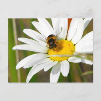 Carte postale Bee & Daisy