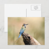 Carte Postale Bee-eater (Devant / Derrière)
