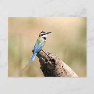 Carte Postale Bee-eater