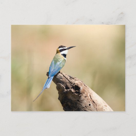Carte Postale Bee-eater (Devant)