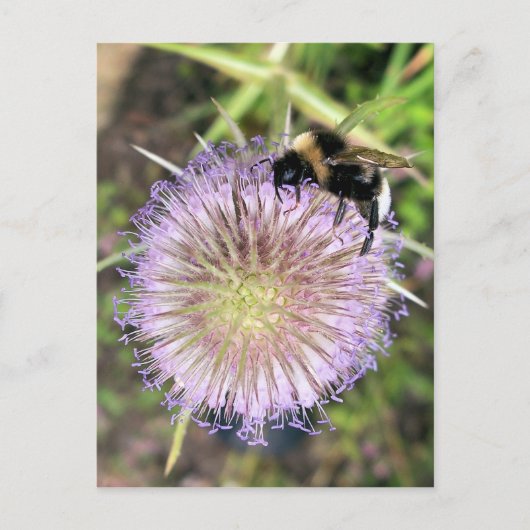 CARTE POSTALE BEE ET FLEURS (Devant)
