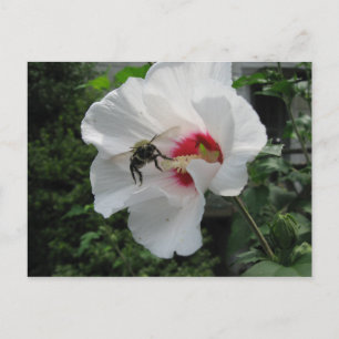 Carte Postale Bee et Rose de Sharon Postcard