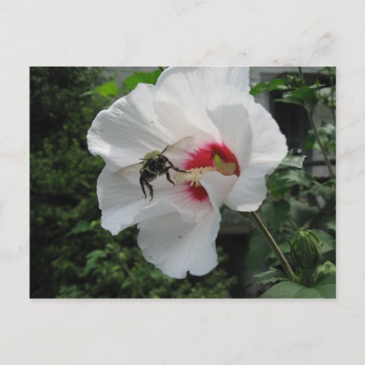 Carte Postale Bee et Rose de Sharon Postcard (Devant)