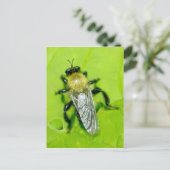 Carte postale Bee Fly (Debout devant)