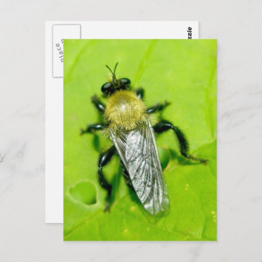 Carte postale Bee Fly (Devant / Derrière)