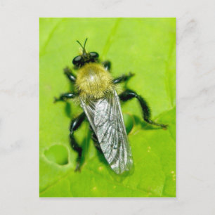 Carte postale Bee Fly