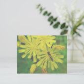 Carte Postale Bee Fly sur Hawkweed Postcard (Debout devant)