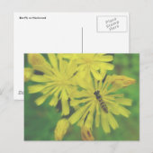 Carte Postale Bee Fly sur Hawkweed Postcard (Devant / Derrière)