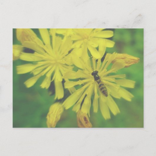 Carte Postale Bee Fly sur Hawkweed Postcard (Devant)