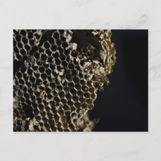 Carte Postale Bee Hive