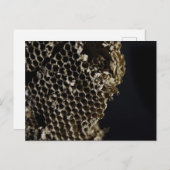 Carte Postale Bee Hive (Devant / Derrière)