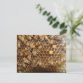 Carte Postale Bee Hive (Debout devant)