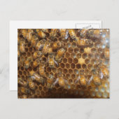 Carte Postale Bee Hive (Devant / Derrière)