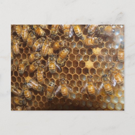 Carte Postale Bee Hive (Devant)