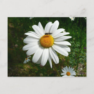 Carte Postale Bee on Daisy Alaskan Summer Nature