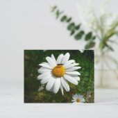 Carte Postale Bee on Daisy Alaskan Summer Nature (Debout devant)