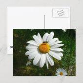 Carte Postale Bee on Daisy Alaskan Summer Nature (Devant / Derrière)