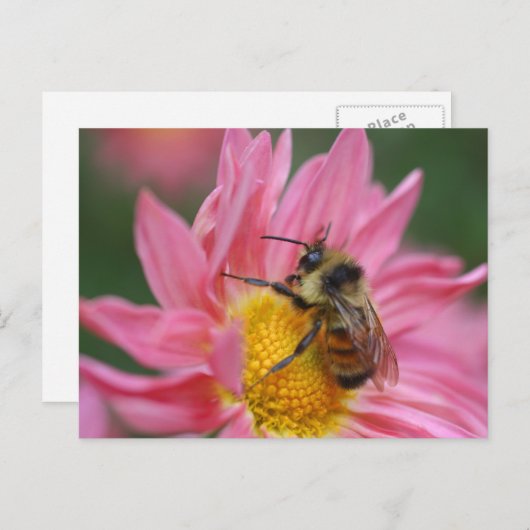 Carte Postale Bee On Pink Daisy Flower Photography (Devant / Derrière)