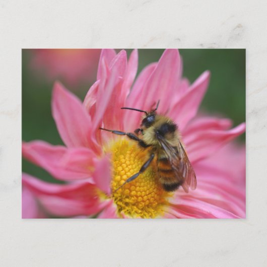 Carte Postale Bee On Pink Daisy Flower Photography (Devant)