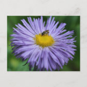 Carte Postale Bee On Purple Daisy Flower Photography  (Devant)