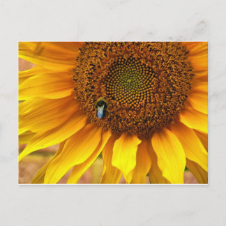 Carte Postale Bee Sunny