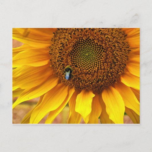 Carte Postale Bee Sunny (Devant)