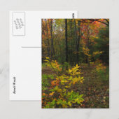 Carte Postale Beech Woods (Devant / Derrière)