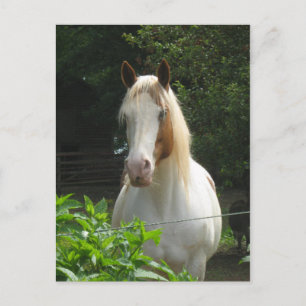 Carte Postale Beedahbeen