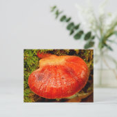 Carte postale Beefsteak Fungus (Debout devant)