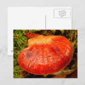 Carte postale Beefsteak Fungus (Devant / Derrière)