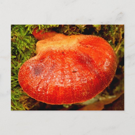 Carte postale Beefsteak Fungus (Devant)