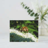 Carte Postale Beeog (Debout devant)