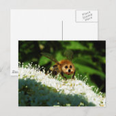 Carte Postale Beeog (Devant / Derrière)