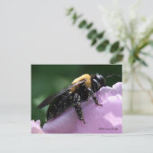 Carte postale Beesides (Debout devant)