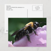 Carte postale Beesides (Devant / Derrière)