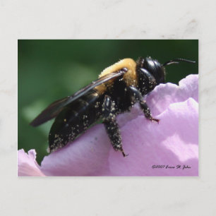 Carte postale Beesides