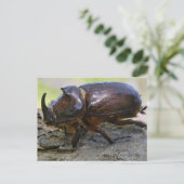 Carte Postale Beetle (Debout devant)