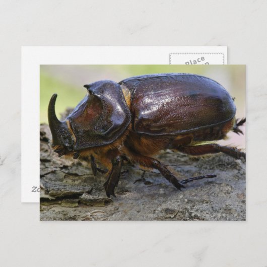 Carte Postale Beetle (Devant / Derrière)