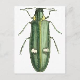 Carte Postale Beetle à revêtement métallique en bois