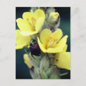 Carte Postale Beetle On Mullein Flower Photography (Devant)