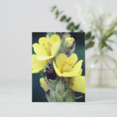 Carte Postale Beetle On Mullein Flower Photography (Debout devant)