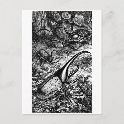 Carte Postale Beetles (Devant)