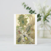 Carte Postale Beetles britanniques (Debout devant)