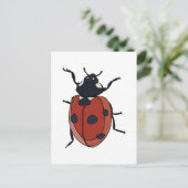 Carte Postale Beetles Insectes Ladybug Beetles (Debout devant)