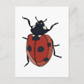 Carte Postale Beetles Insectes Ladybug Beetles (Devant)