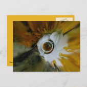 Carte Postale Beez torride (Devant / Derrière)