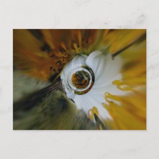 Carte Postale Beez torride (Devant)