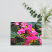 Carte Postale Begonia rose (Debout devant)