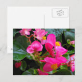 Carte Postale Begonia rose (Devant / Derrière)