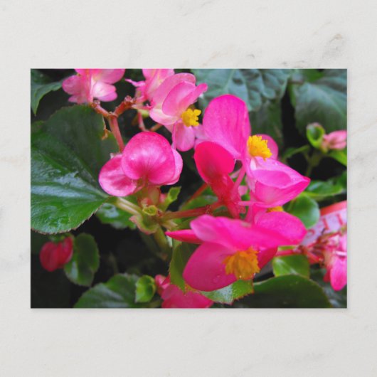 Carte Postale Begonia rose (Devant)